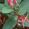 Lonicera tatarica 'Arnold Red', flowers