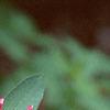 Lonicera tatarica 'Arnold Red', flowers