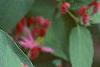 Lonicera tatarica 'Arnold Red', flowers