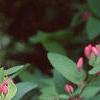Lonicera tatarica 'Arnold Red', flowers