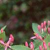 Lonicera tatarica 'Arnold Red', flowers