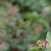Lonicera tatarica 'Arnold Red', flowers