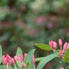 Lonicera tatarica 'Arnold Red', flowers