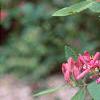 Lonicera tatarica 'Arnold Red', flowers