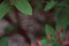 Lonicera tatarica 'Arnold Red', flowers