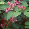 Lonicera tatarica 'Arnold Red', flowers
