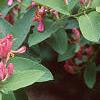 Lonicera tatarica 'Arnold Red', flowers