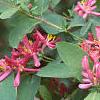 Lonicera tatarica 'Arnold Red', flowers