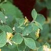 Lonicera x xylosteoides 'Clavey's Dwarf', leaves