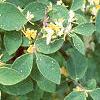 Lonicera x xylosteoides 'Clavey's Dwarf', leaves