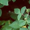 Lonicera x xylosteoides 'Clavey's Dwarf', leaves