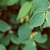Lonicera x xylosteoides 'Clavey's Dwarf', leaves