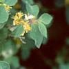 Lonicera x xylosteoides 'Clavey's Dwarf', leaves