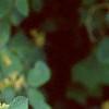 Lonicera x xylosteoides 'Clavey's Dwarf', leaves