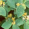 Lonicera x xylosteoides 'Clavey's Dwarf', leaves