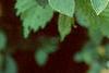 Lonicera x xylosteoides 'Clavey's Dwarf', leaves