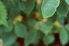 Lonicera x xylosteoides 'Clavey's Dwarf', leaves