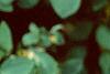 Lonicera x xylosteoides 'Clavey's Dwarf', leaves