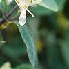 Lonicera x xylosteoides 'Clavey's Dwarf', flowers