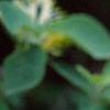 Lonicera x xylosteoides 'Clavey's Dwarf', flowers