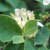 Lonicera x xylosteoides 'Clavey's Dwarf', flowers