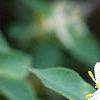 Lonicera x xylosteoides 'Clavey's Dwarf', flowers