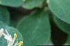 Lonicera x xylosteoides 'Clavey's Dwarf', flowers