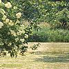 Sambucus canadensis, habit