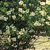 Sambucus canadensis, habit