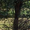 Sambucus canadensis, habit