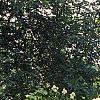 Sambucus canadensis, habit