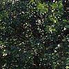 Sambucus canadensis, habit