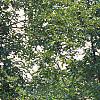 Sambucus canadensis, habit