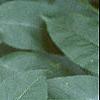 Sambucus canadensis, leaves