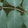 Sambucus canadensis, leaves