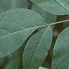 Sambucus canadensis, leaves