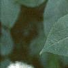 Sambucus canadensis, leaves