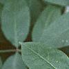 Sambucus canadensis, leaves