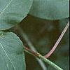 Sambucus canadensis, leaves