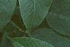 Sambucus canadensis, leaves