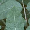 Sambucus canadensis, leaves