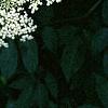 Sambucus canadensis, flowers