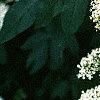Sambucus canadensis, flowers