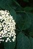 Sambucus canadensis, flowers