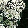 Sambucus canadensis, flowers