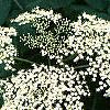 Sambucus canadensis, flowers
