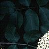 Sambucus canadensis, flowers
