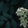 Sambucus canadensis, flowers