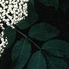 Sambucus canadensis, flowers