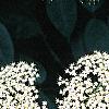 Sambucus canadensis, flowers